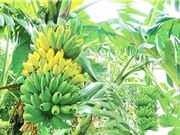 Vật liệu phát hiện chất cấm sử dụng trong nuôi trồng thủy sản từ phế phẩm cây chuối